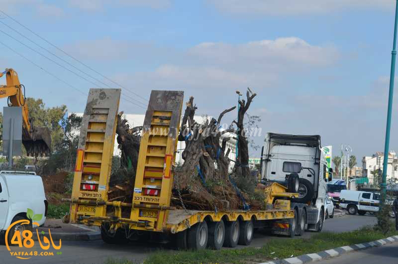 hadm ramla zatoen (40).JPG